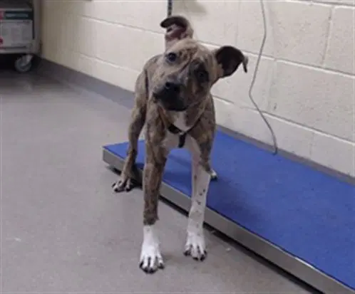 Alakay - Pit Bull Terrier