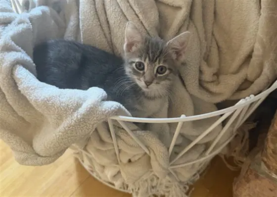 Sugar - Domestic Short Hair