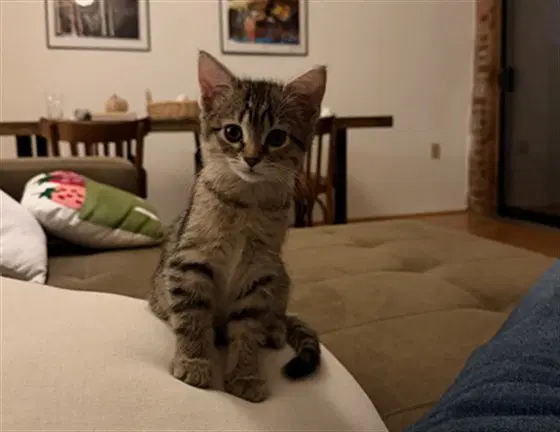 Spice - Domestic Short Hair