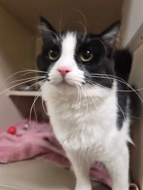 Suki - Domestic Medium Hair