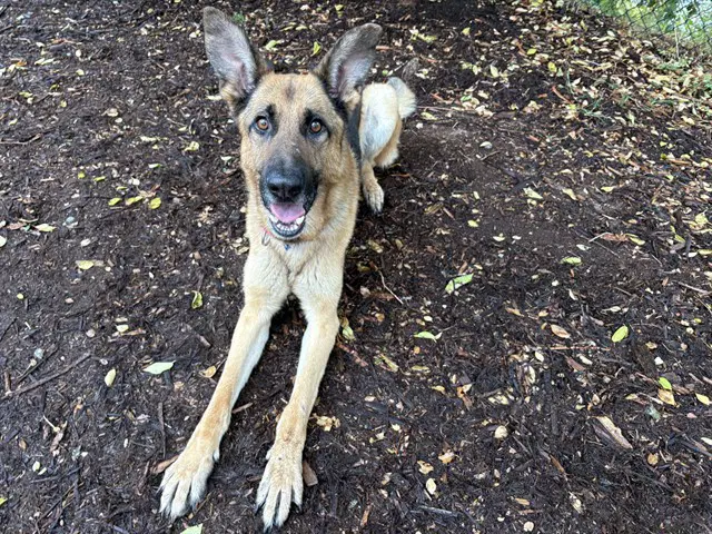 Edward Scissor Paws - German Shepherd Dog