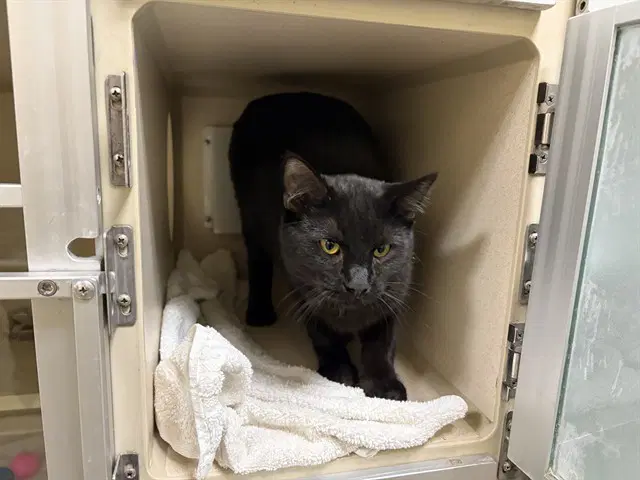 Jimmy - Domestic Short Hair