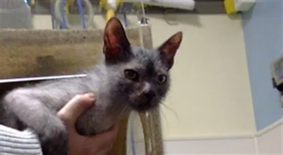 Lint - Domestic Short Hair