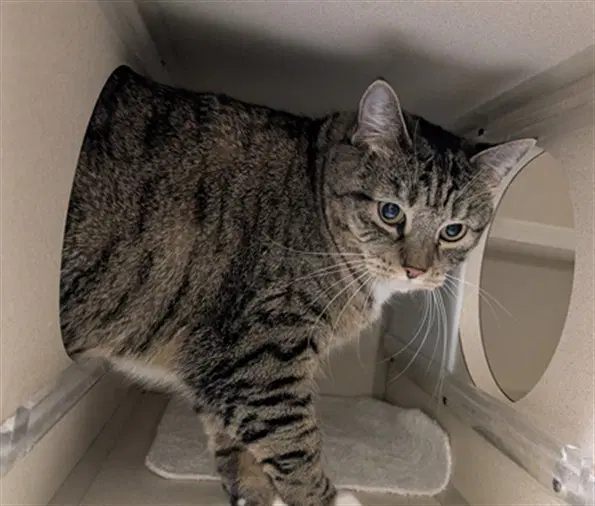 Shyla - Domestic Short Hair