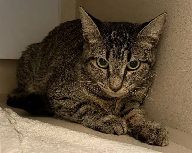 Lennie - Domestic Short Hair