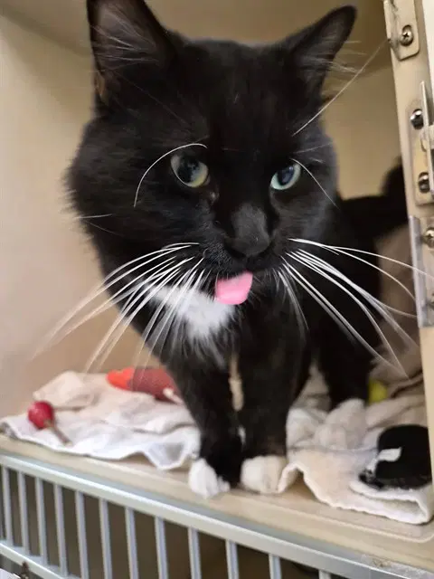 C Jat - Domestic Medium Hair