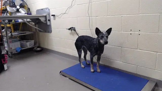Nessie - Australian Cattle Dog/Blue Heeler