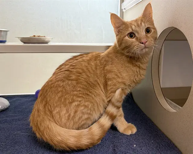 Bif - Domestic Short Hair