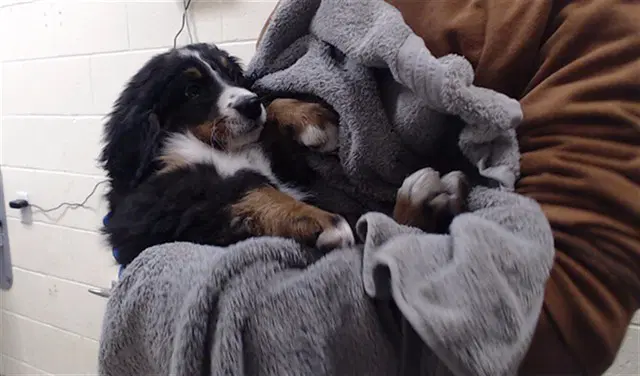Burning Man - Bernese Mountain Dog