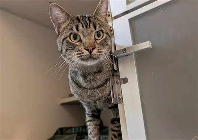 Sam Darnold - Domestic Short Hair