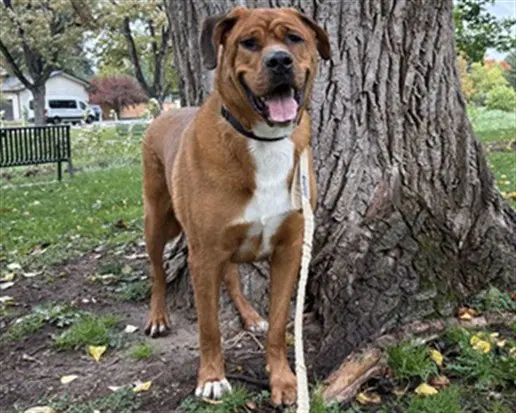 Wario - Mastiff