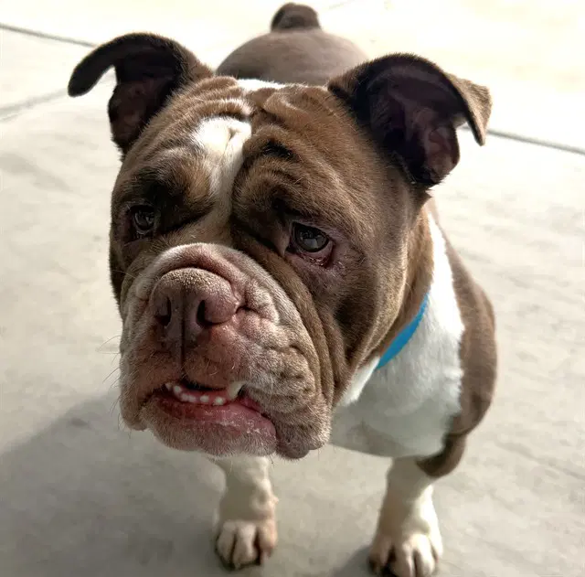 Milk Dud - English Bulldog