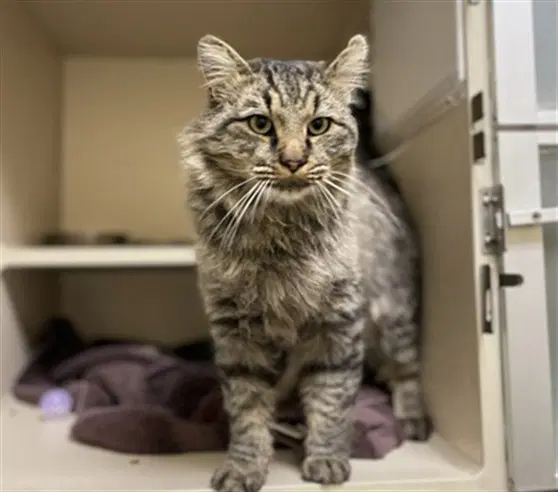 Chirps - Domestic Medium Hair