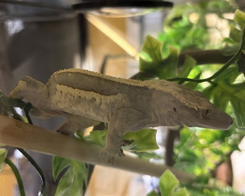 Oli, Gecko (medium coat)