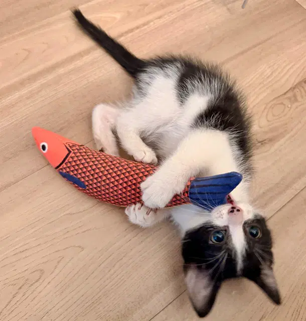 Mooska - Domestic Short Hair