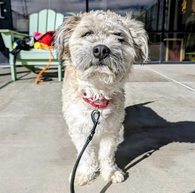 Candy Corn - Poodle (Miniature)