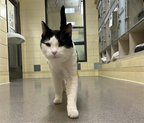 Apache, Domestic Short Hair (medium coat)