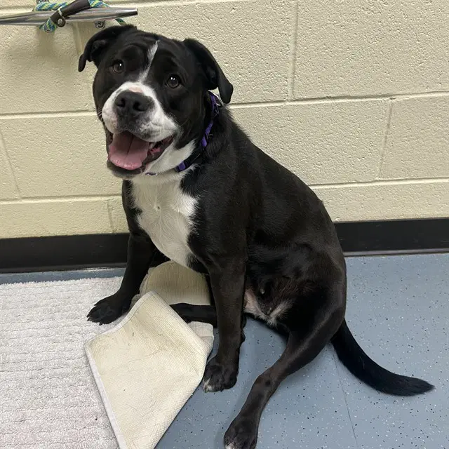 Whopper - American Pit Bull Terrier
