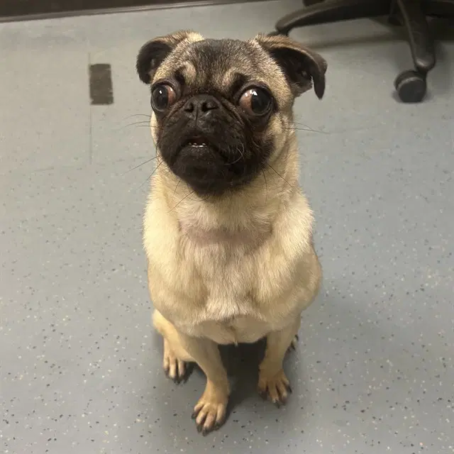 Paris - Pug