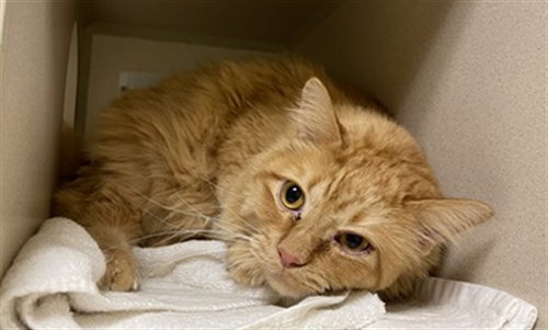 Victor, Domestic Medium Hair (medium coat)