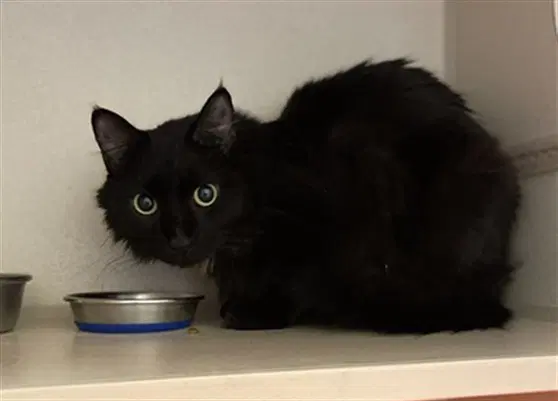 Ty - Domestic Medium Hair
