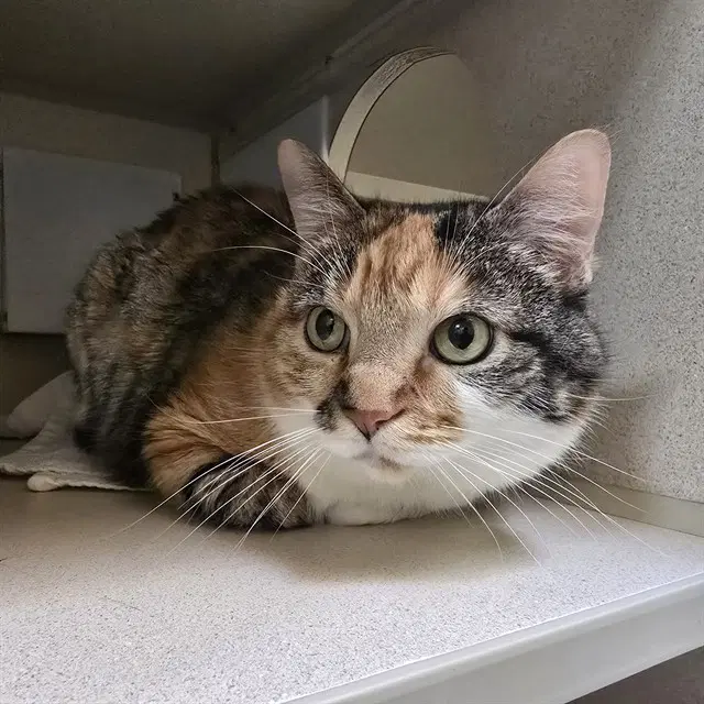 Baby Gata - Domestic Short Hair