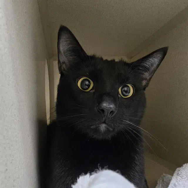 Ezren - Domestic Short Hair