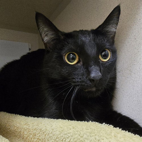 Huey, Domestic Short Hair (medium coat)