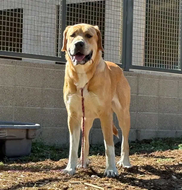 Almond Joy - Great Pyrenees