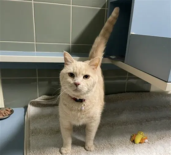 Chatty Charlie - Domestic Short Hair