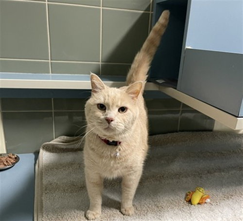 Chatty Charlie, Domestic Short Hair (medium coat)