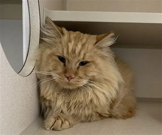 Sunshine - Domestic Long Hair