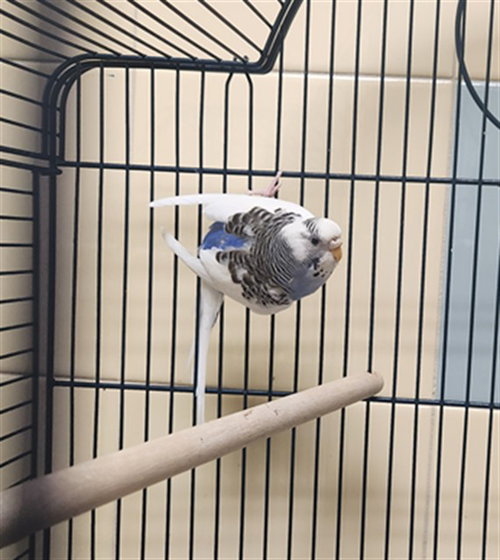 Kiwi, Parakeet - Other (medium coat)
