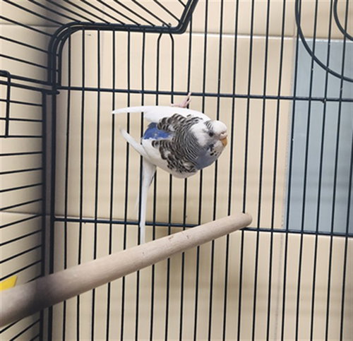 Snow, Parakeet - Other (medium coat)