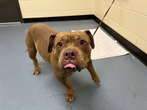 Kit Kat, American Staffordshire Terrier (medium coat)