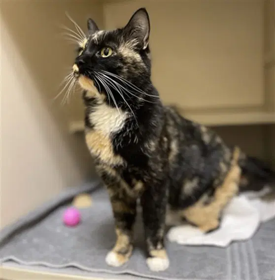 Bergamot - Domestic Medium Hair