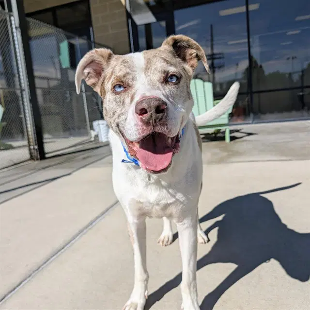 Rocky - Catahoula Leopard Dog