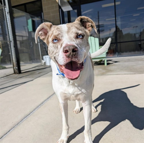 Rocky, Catahoula Leopard Dog / Mixed (medium coat)