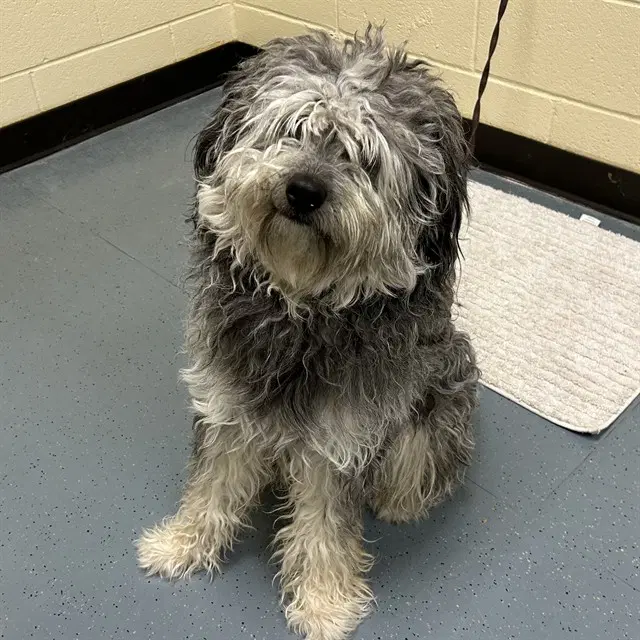 Lollipop - Old English Sheepdog