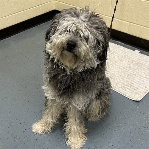 Lollipop, Old English Sheepdog (medium coat)