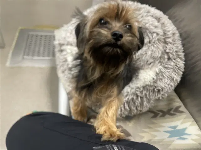 Snickers - Yorkshire Terrier Yorkie