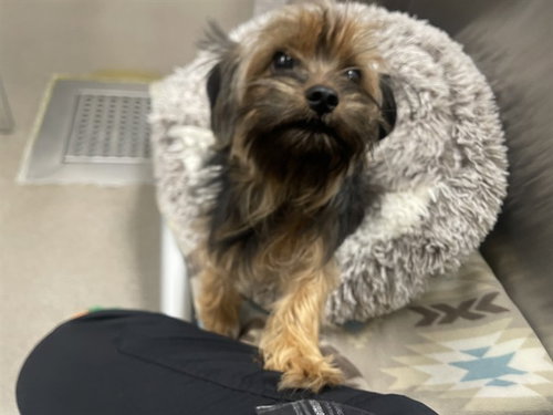 Snickers, Yorkshire Terrier Yorkie (medium coat)
