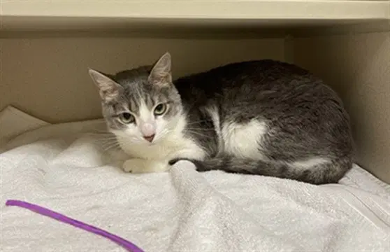 Nova - Domestic Short Hair