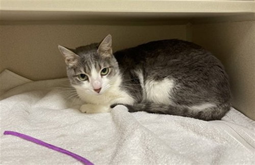 Nova, Domestic Short Hair (medium coat)