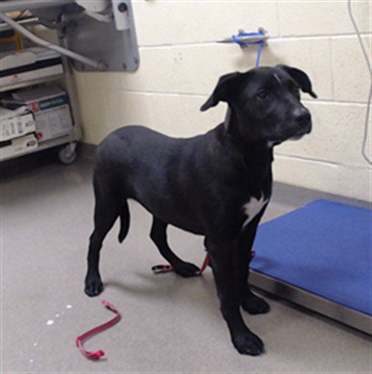 Cauldron, Labrador Retriever (medium coat)