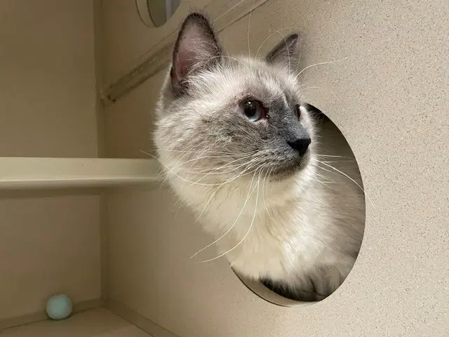 Bramble - Domestic Medium Hair