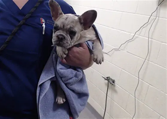 Bewitched - French Bulldog