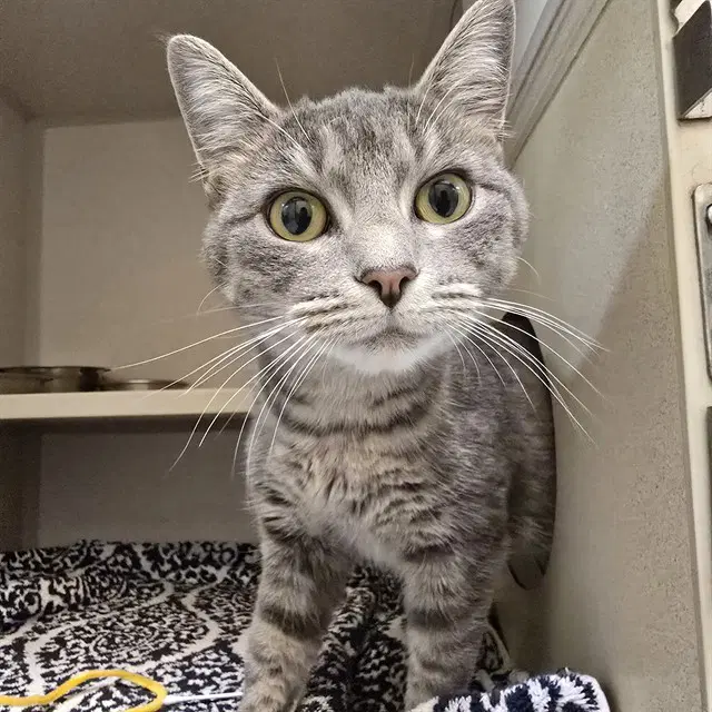 Dovewing - Domestic Short Hair