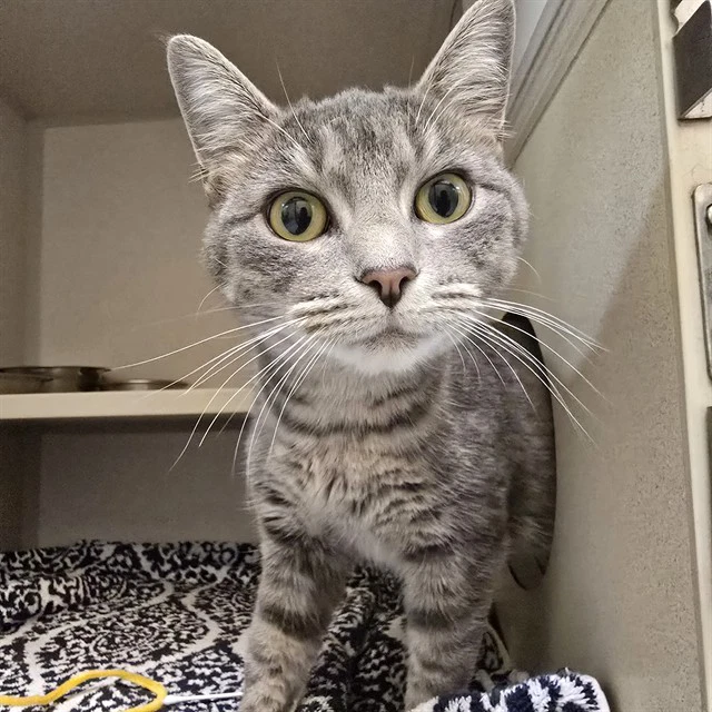 Dovewing