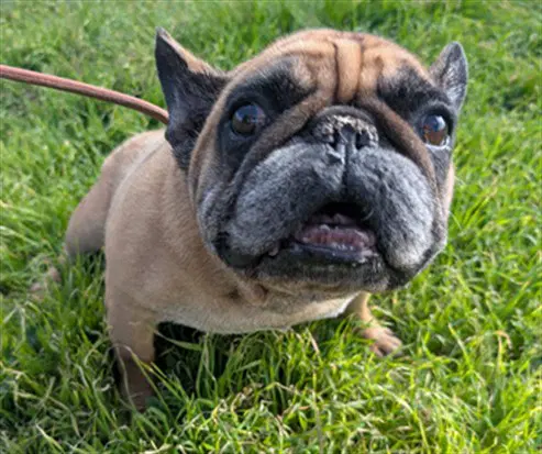 Butterfinger - French Bulldog